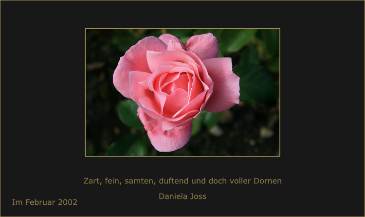 Gedankenbild Februar 2002 – Rose mit dem Gedanken Zart, fein, samtend, duftend und doch voller Dornen