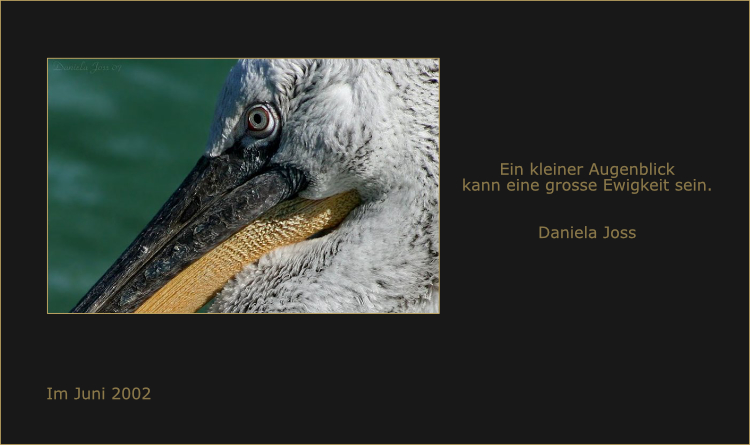 Krauskopf-Pelikan als Beobachter der Ewigkeit, der ganz im Moment verweilt.