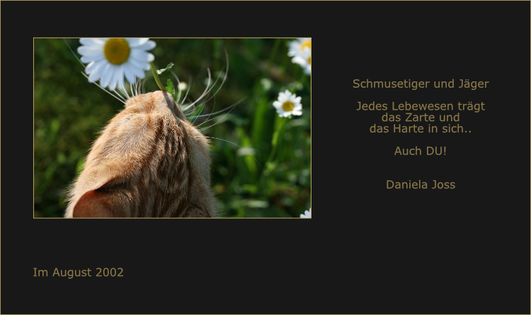 Rote Tigerkatze mit Margeriten