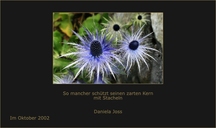 Blaues Alpen-Mannstreu mit stacheligen Blütenblättern in den Alpen