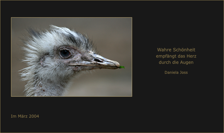 Nandu, ein grosser flugunfähiger Vogel aus Südamerika.