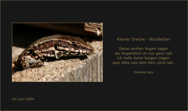 Die Mauereidechse auf dem Bild trägt ein Tarnkleid in warmen, erdigen Tönen.