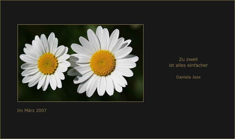 Zwei Margeriten.