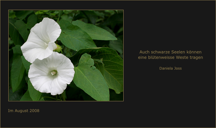 Weiss leuchtende Malvenblüten.