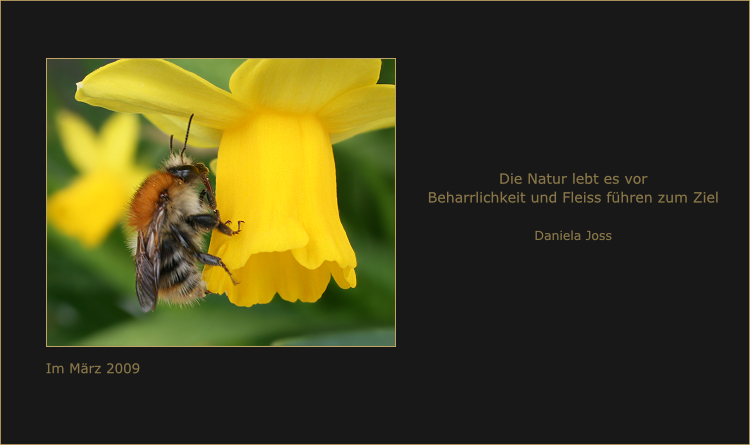 Biene bei einer Osterglocke.