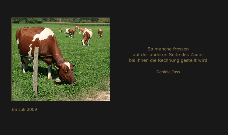 Kuh weidet auf einer Wiese am Zaun.