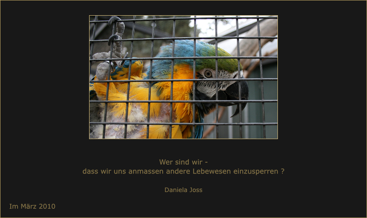 Papagei in der Voliere.