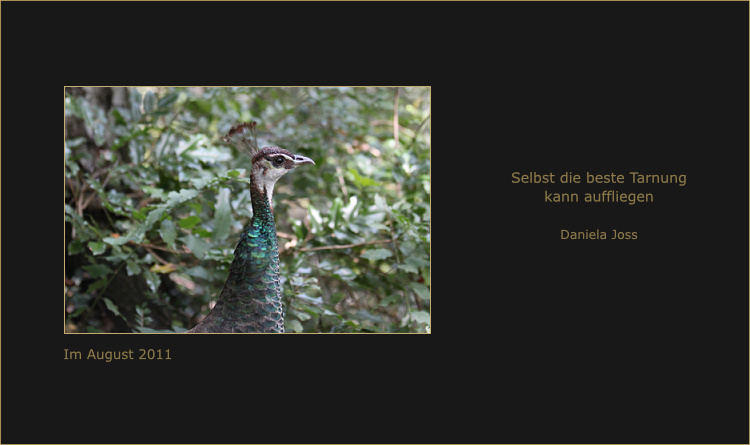 Ein Pfau schaut aus dem Dickicht.