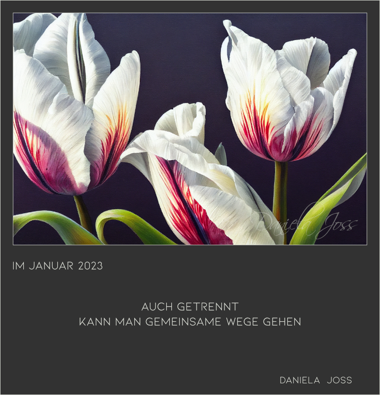 Zarte Tulpenblüten die wirken wie Rot in Weiss fliessender Damast.