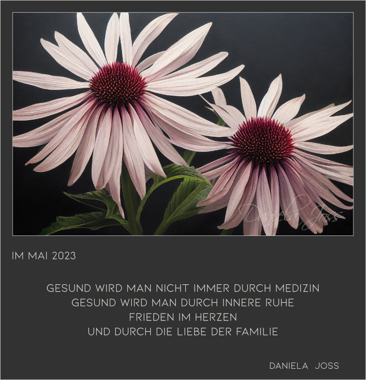 Sonnenhut oder Echinacea in warmen Lila- und Braunrottönen.