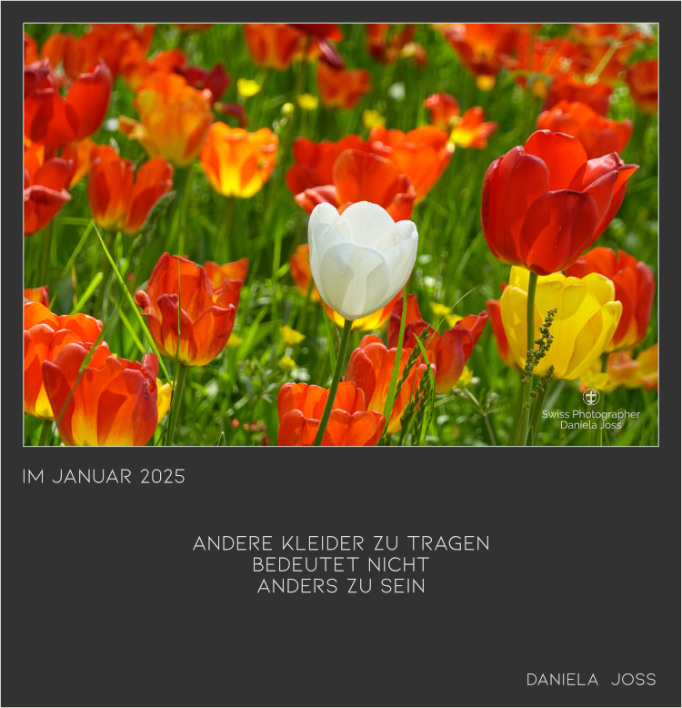 Tulpenfeld mit roten, gelben und einer weissen Blüte.