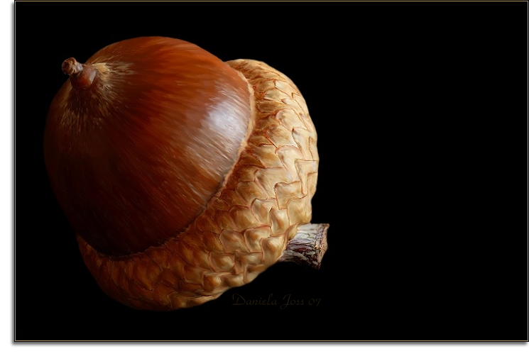 Eichel Frucht/Samen des Eichenbaums gemalt mit PhotoImpact von Daniela Joss.