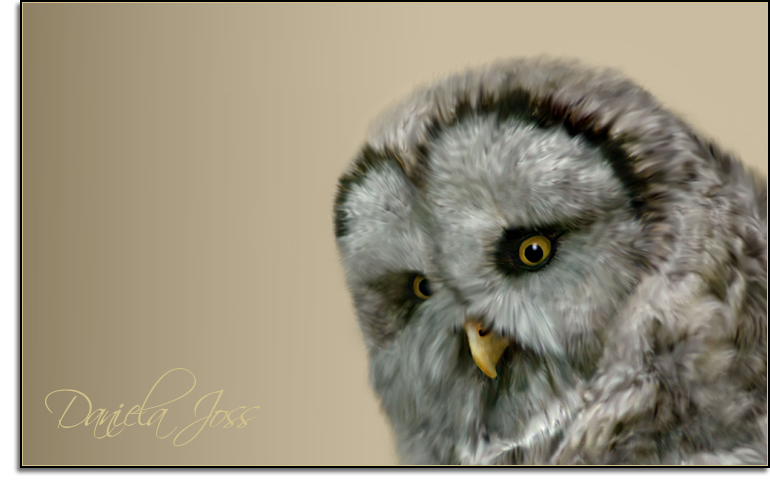 Waldkauz gemalt mit PhotoImpact von Daniela Joss.