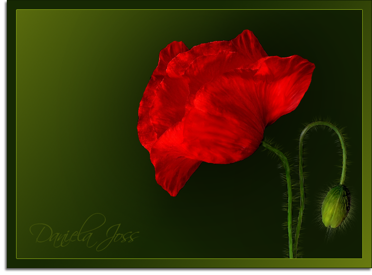 Klatschmohn gemalt mit PhotoImpact von Daniela Joss.