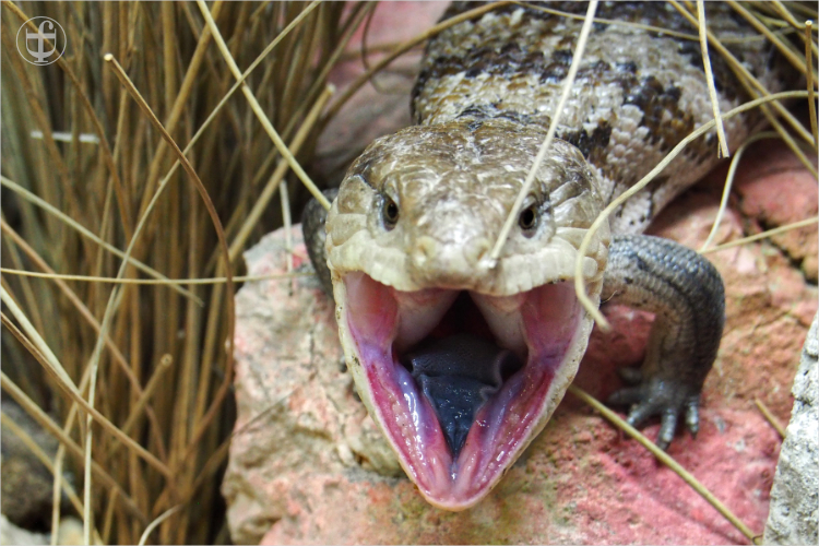 Blauzungenskink - Sikypark - Photograph Daniela Joss