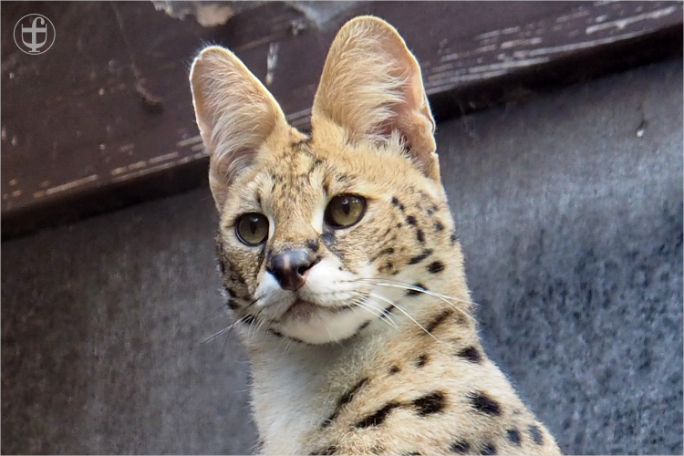Serval - Sikypark - Photograph Daniela Joss