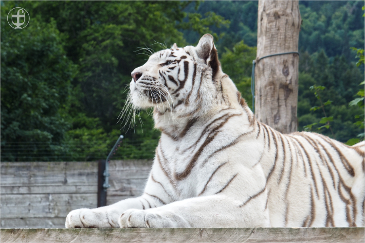 Tiger - Sikypark - Photograph Daniela Joss