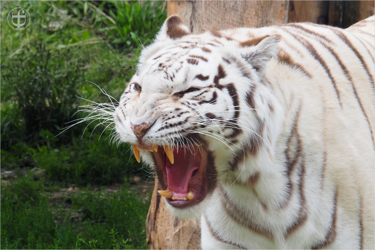 Tiger - Sikypark - Photograph Daniela Joss
