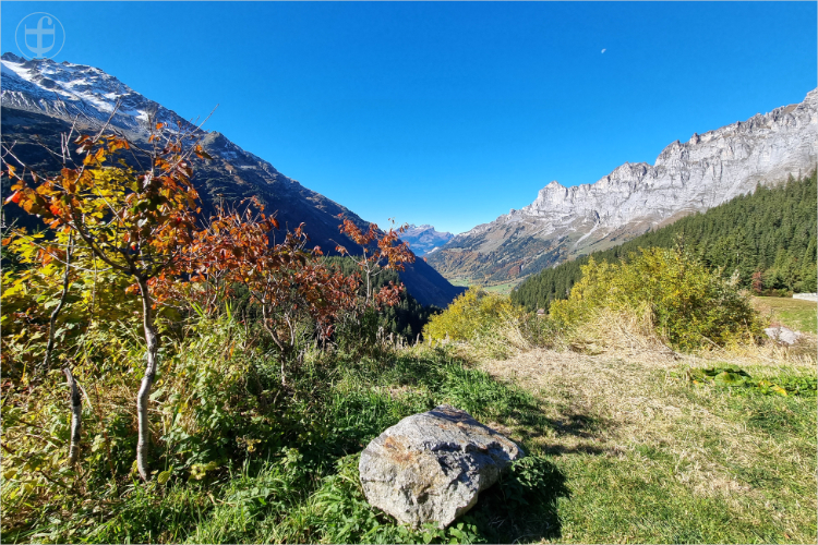 Daniela Joss - Olma - 2025