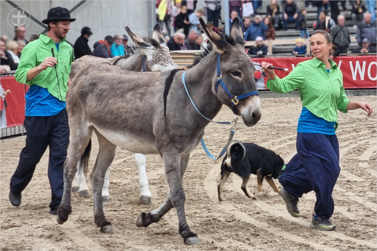 Daniela Joss - Olma - 2025