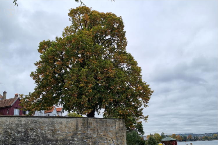 Daniela Joss - Olma - 2025