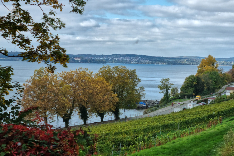 Daniela Joss - Olma - 2025