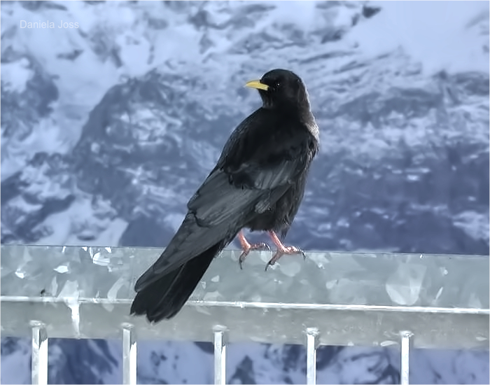 Schilthorn - Piz Gloria - Daniela Joss