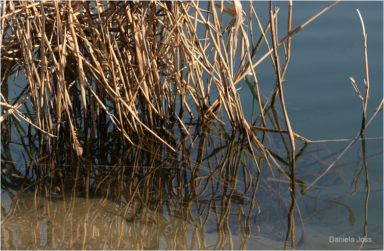 Daniela Joss - Wohlensee