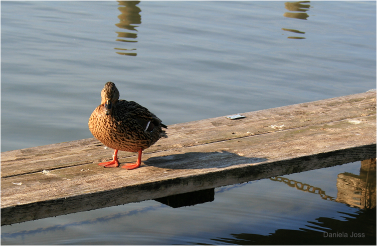 Daniela Joss - Wohlensee