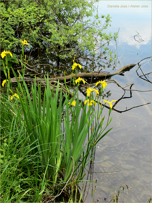 Daniela Joss - Hallwilersee