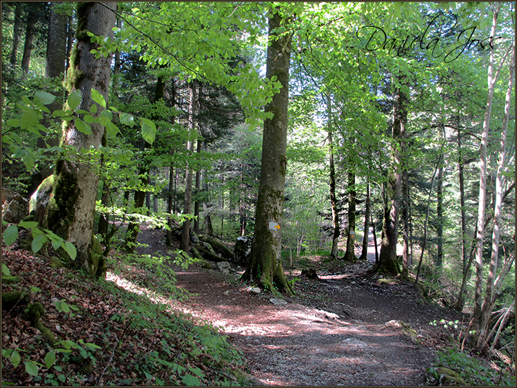 Daniela Joss - Durch die Schlucht der Areuse - Kanton Neuenburg