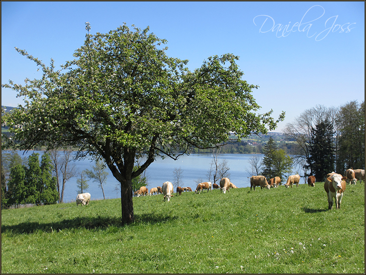 Daniela Joss - Baldegger See-Rundweg