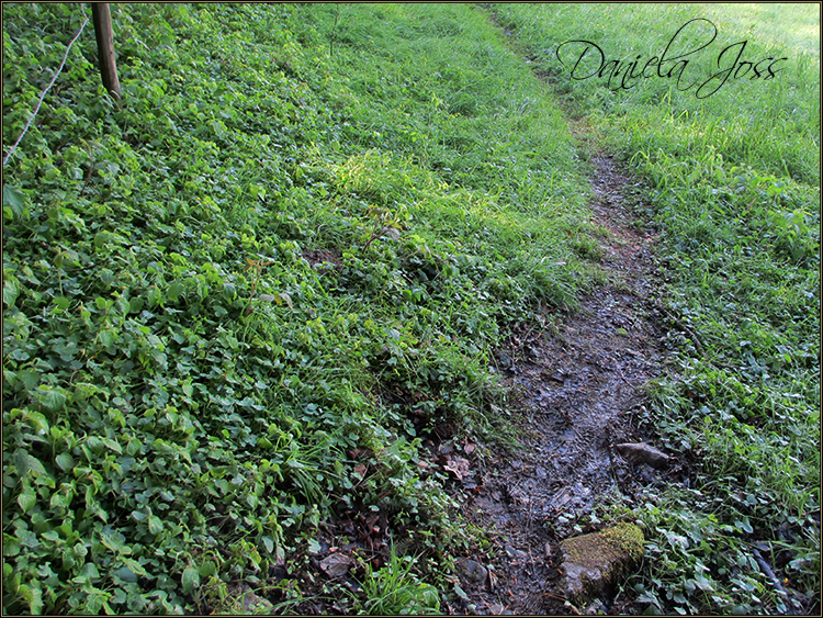 Daniela Joss - Baldegger See-Rundweg