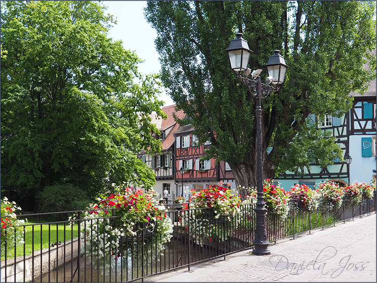 Daniela Joss Elsass Colmar