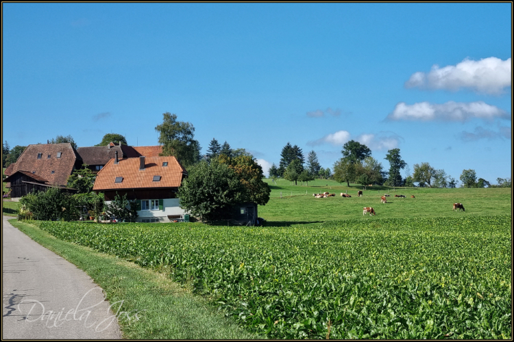 Mühleberg - Laupen - Daniela Joss