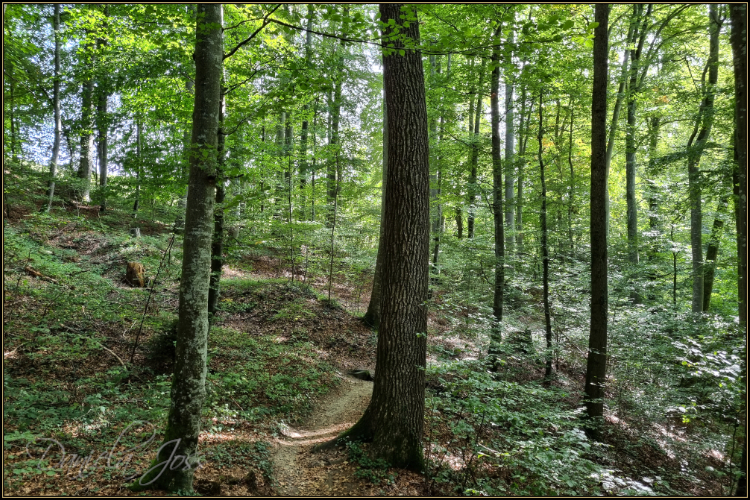 Schattenweg - Gysnauflühe - Burgdorf - Daniela Joss