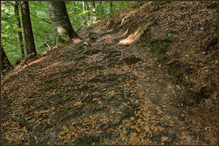 Schattenweg - Gysnauflühe - Burgdorf - Daniela Joss