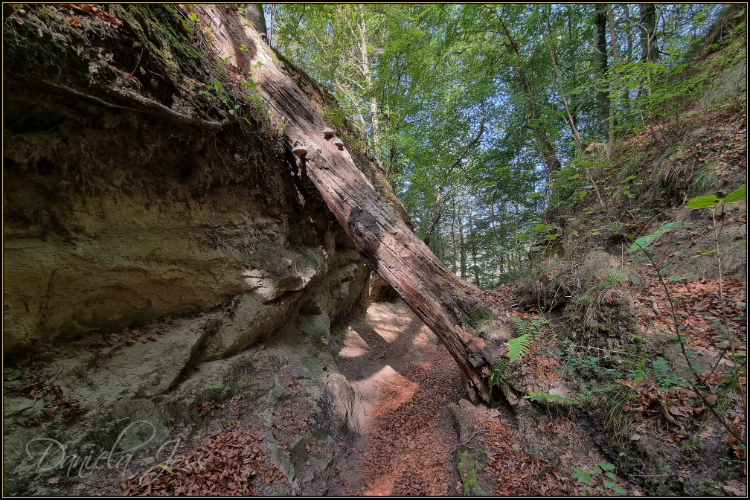 Schattenweg - Gysnauflühe - Burgdorf - Daniela Joss