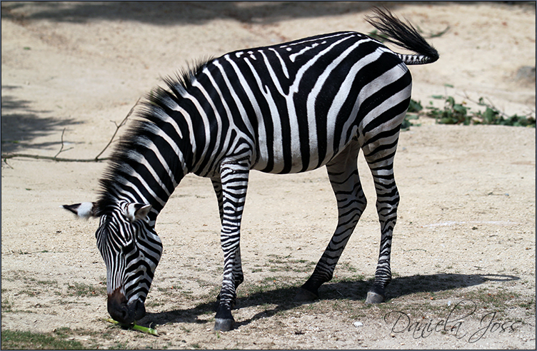 Daniela Joss Säugetiere Zebra
