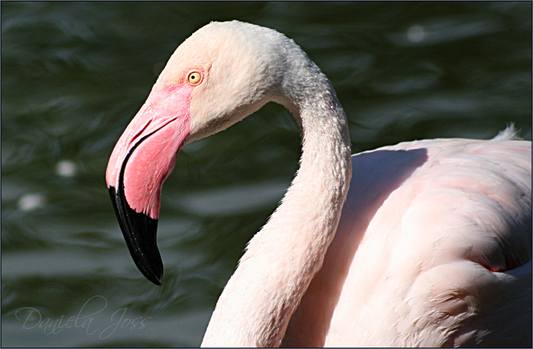 Daniela Joss Flamingo