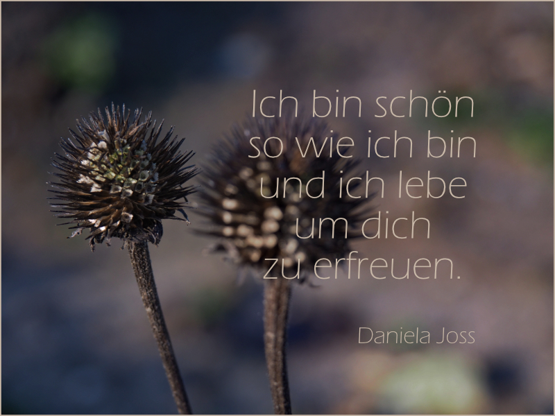 Samenstand Purpur-Sonnenhut (Echinacea-purpurea) fotografiert von Daniela Joss