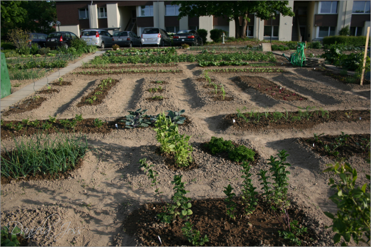 Erste Bepflanzung des Gartens 2010 nach den Eisheiligen, fotografiert von Daniela Joss