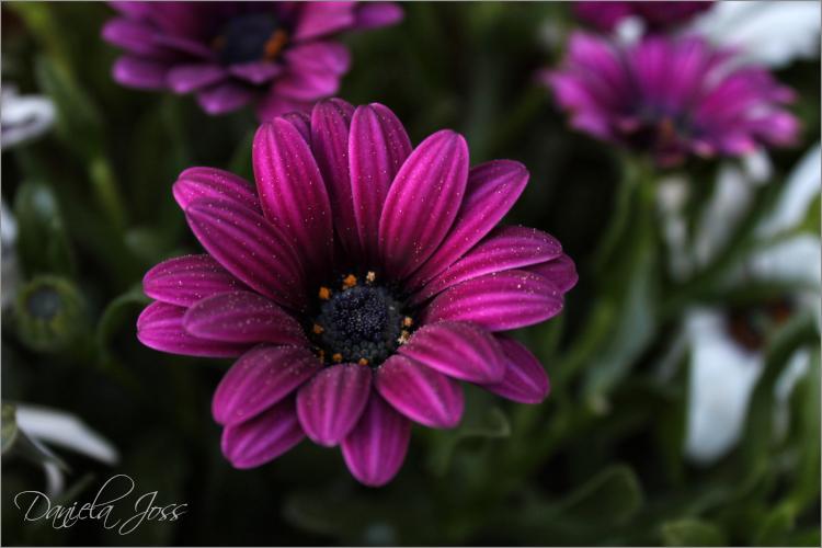 Kapkörbchen (Osteospermum) im Garten 2010, fotografiert von Daniela Joss