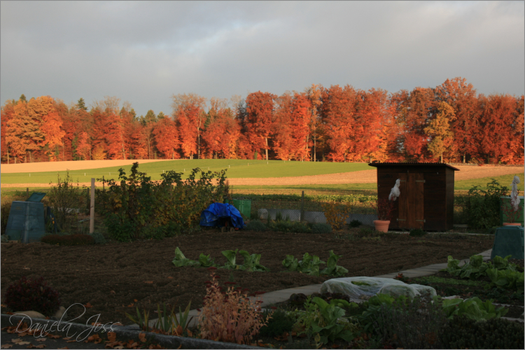 Abgeräumter Garten im Herbst 2010 mit Kräutern, Beeren und Wintersalat, fotografiert von Daniela Joss