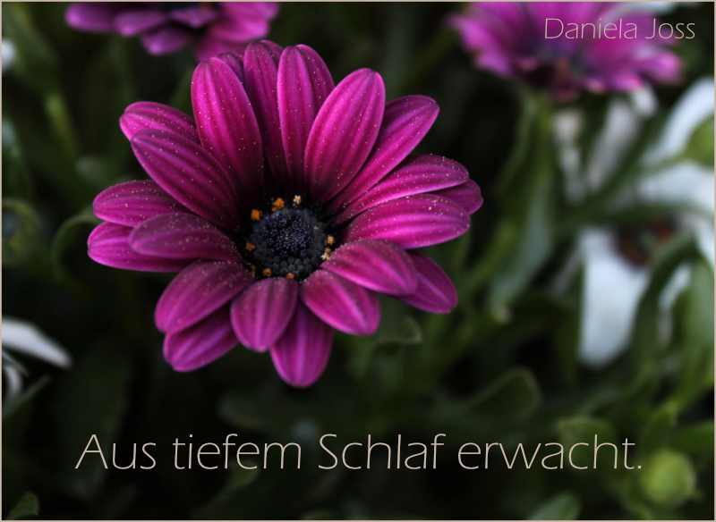 Kapkörbchen (Osteospermum) im Garten 2010, fotografiert von Daniela Joss