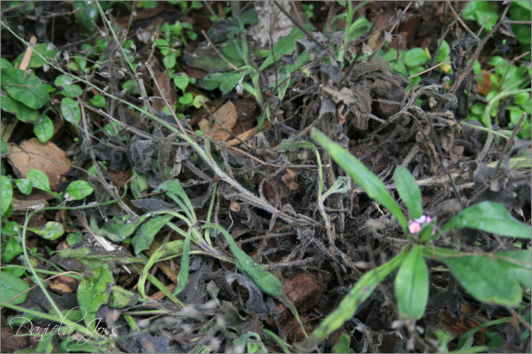 Geschädigte und verfaulte Pflanzen nach den Erdarbeiten im Garten 2011, fotografiert von Daniela Joss