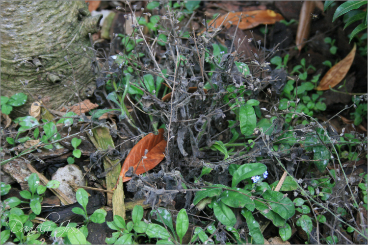 Weitere Pflanzenschäden nach dem Pilzbefall im Garten 2011, fotografiert von Daniela Joss