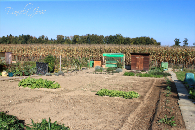 Neu gestalteter Garten im Herbst 2011 mit Blick auf das Maisfeld, fotografiert von Daniela Joss