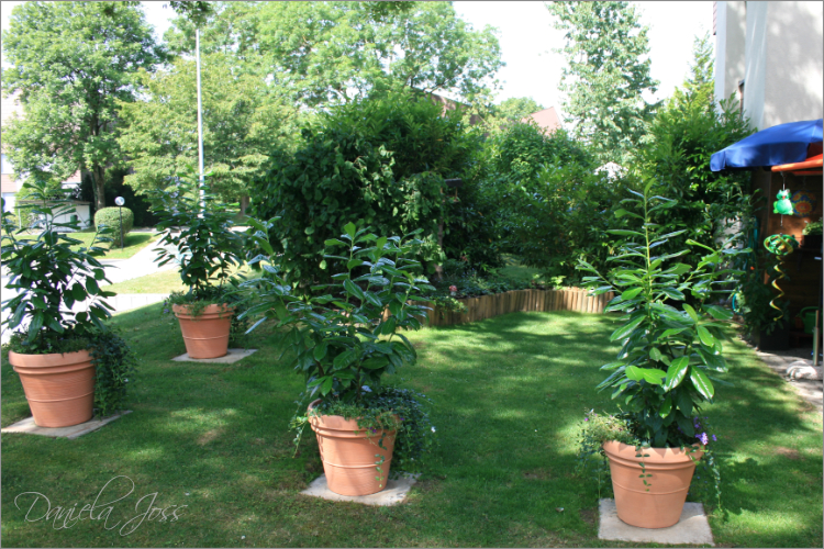 Daniela Joss - Mein Garten 2011