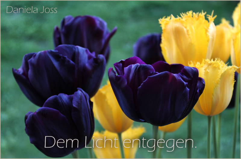 Tulpen (Tulipa) als Titelbild des Gartenjahres 2011 von Daniela Joss